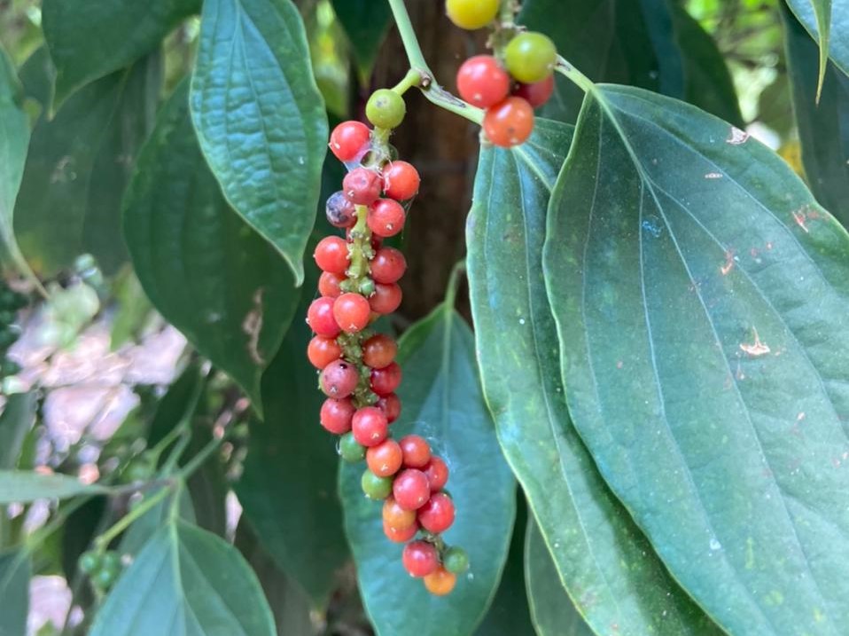 Safer Spices: Improving quality and market access for peppercorn in Viet Nam, Lao PDR, and Cambodia