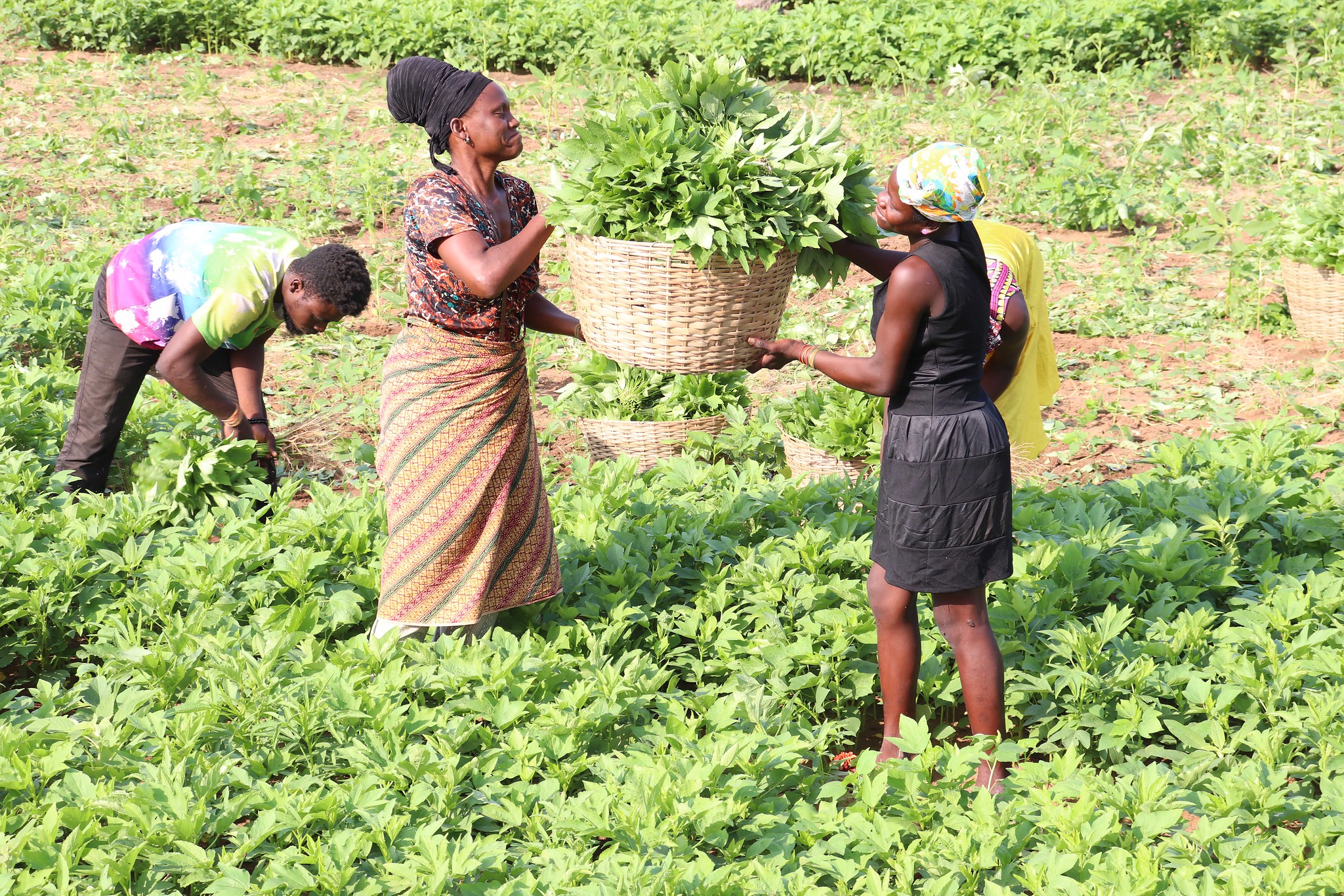 Spotlight on Africa – showcasing STDF projects in Francophone Africa, pest-proofing Togo’s produce, boosting Nigeria’s agri-exports, and more