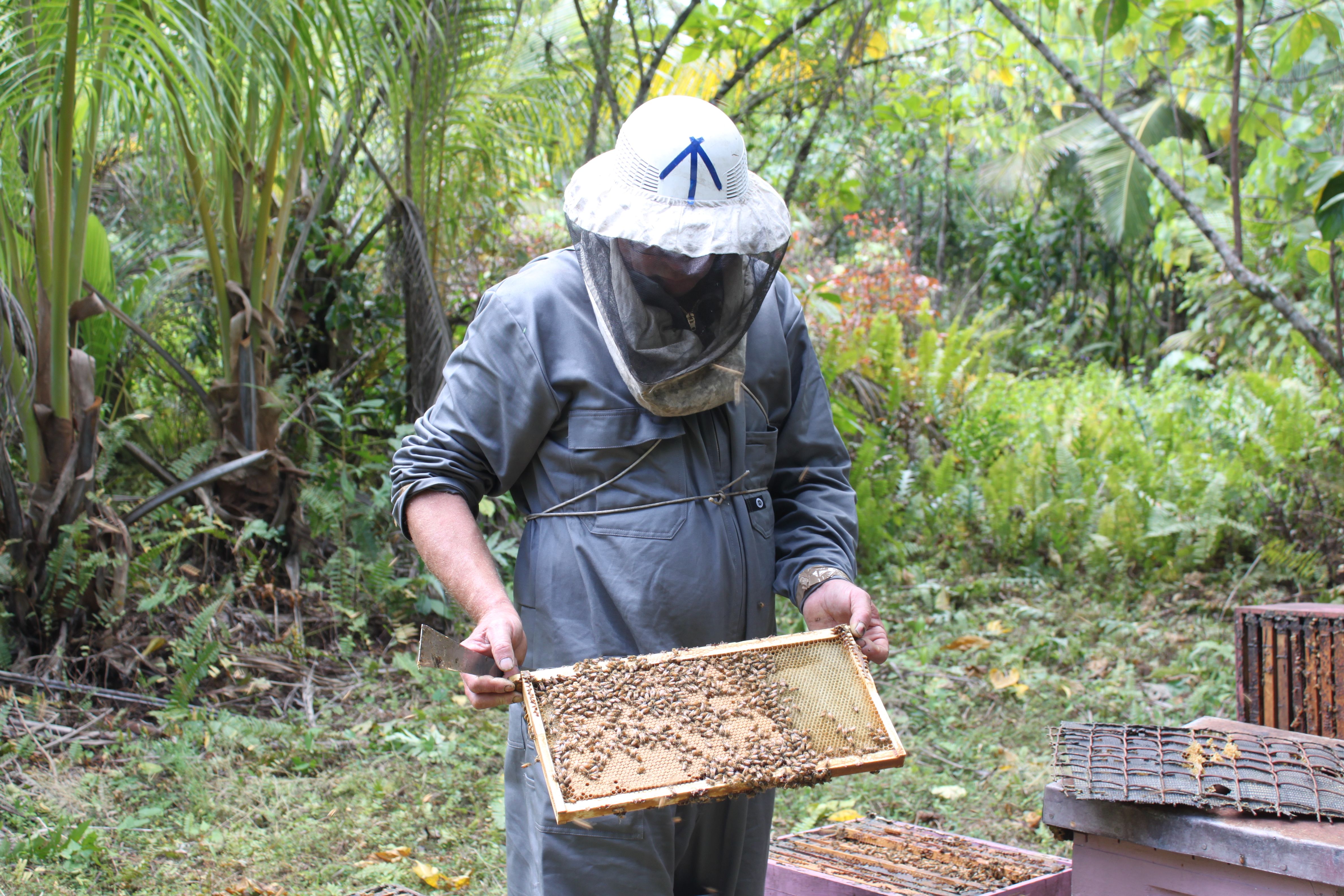 Advancing apiculture for economic development in the Pacific Islands
