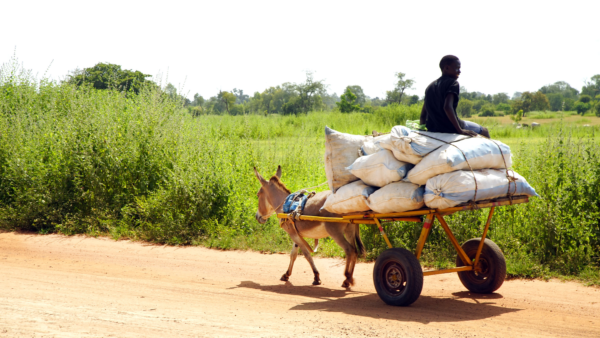 Germany gives EUR 1.95 million to boost safe food trade