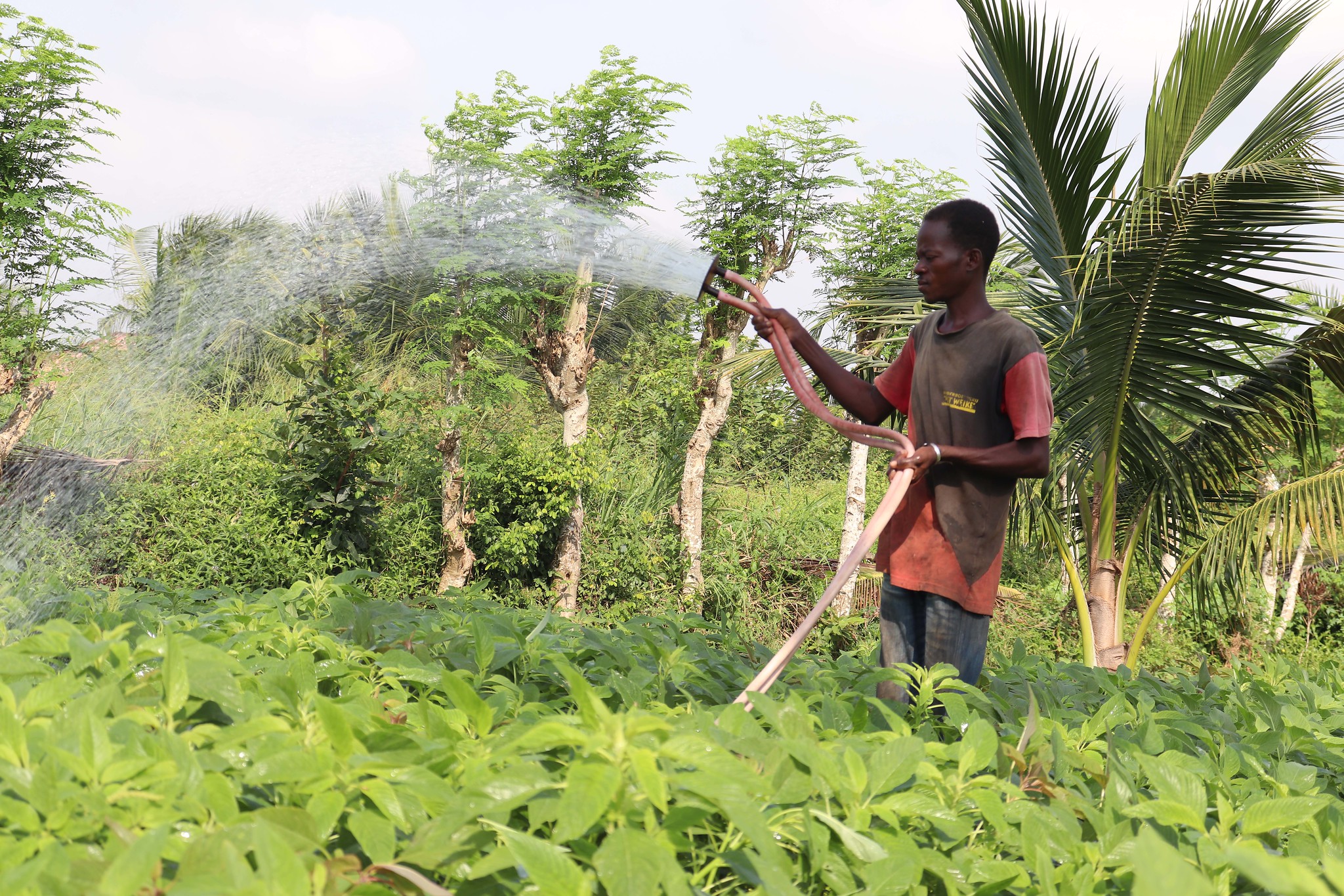 Ireland gives EUR 200,000 to strengthen STDF projects for global food safety and trade