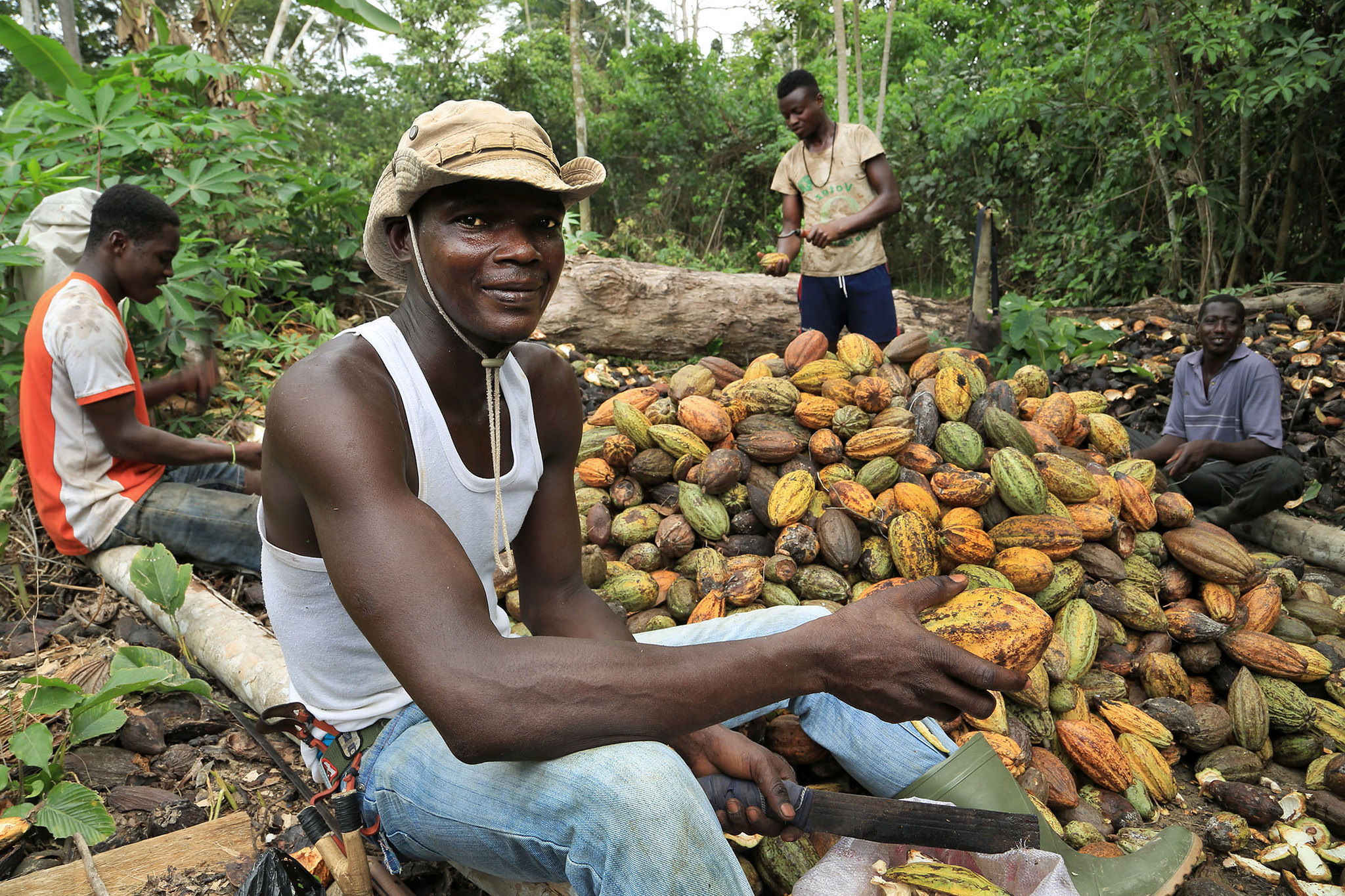 Improving SPS practices in cacao in Cameroon