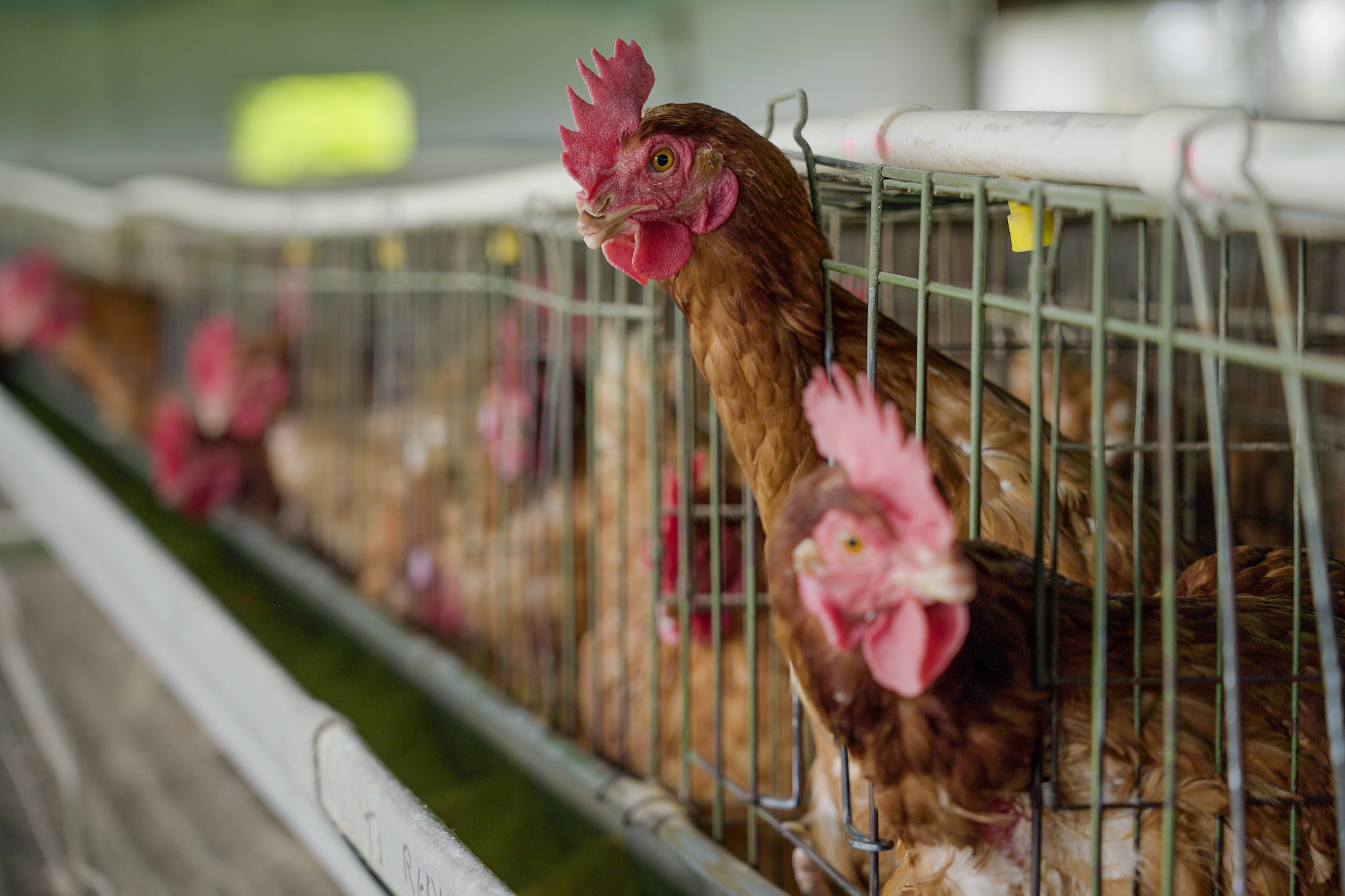 Strengthening surveillance and risk management of avian influenza for safe trade in the SICA region