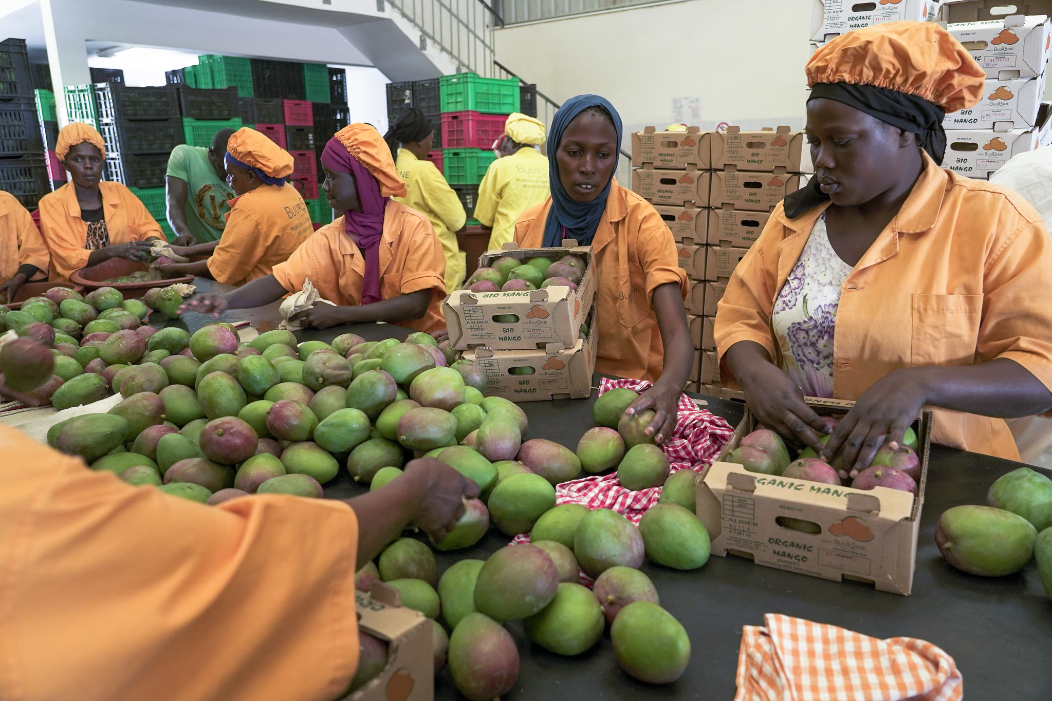 Piloting the use of voluntary Third-Party Assurance (TPA) Programme in Africa to improve food safety outcomes for public health and trade