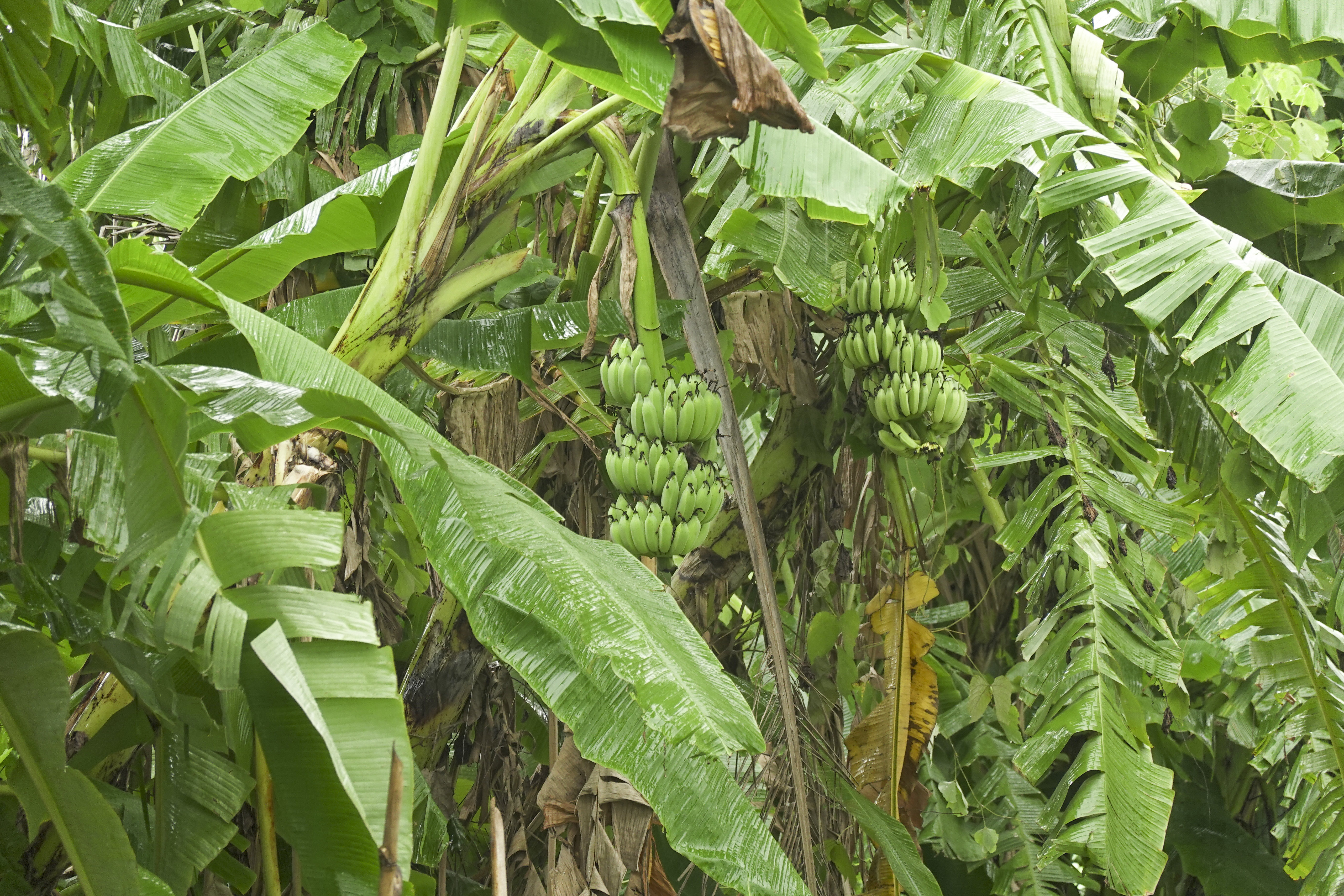 A Regional Approach to Contain Banana Bunchy Top Disease in Africa 