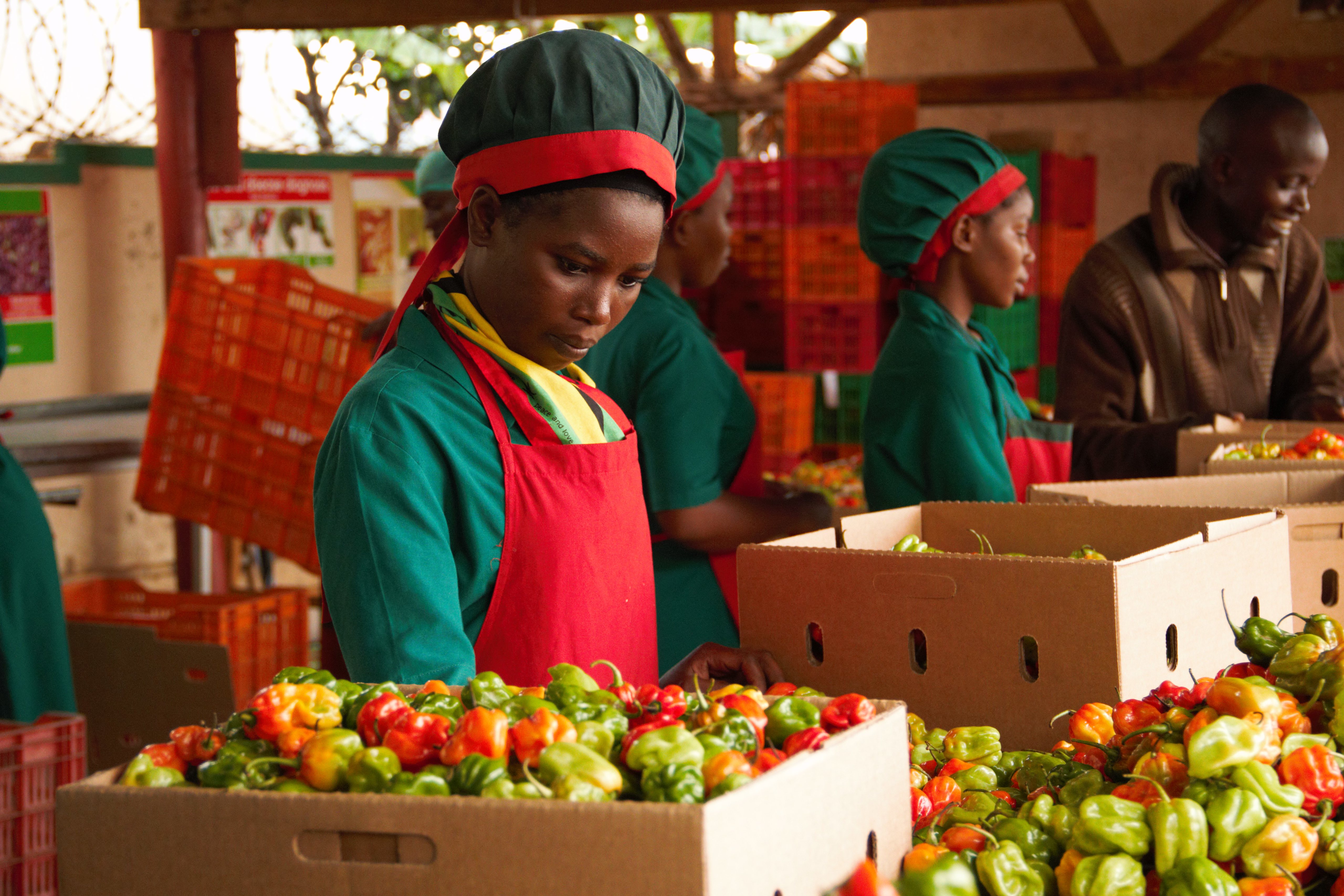 Enhancing the capacity of Uganda's fruit and vegetable sector to comply with EU Phytosanitary requirements
