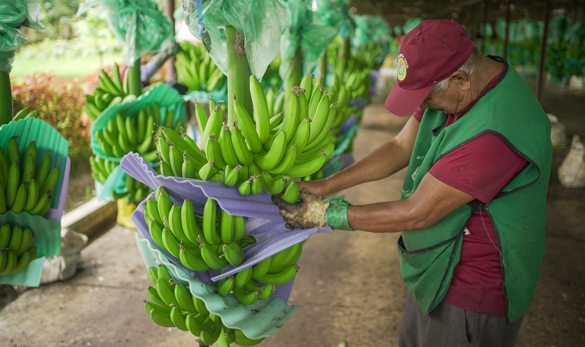 MusaSentinel: Smarter Surveillance to Maintain Banana and Plantain Trade
