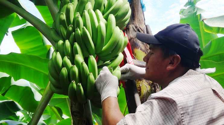 Strengthening capacity in Latin America to meet pesticide export requirements