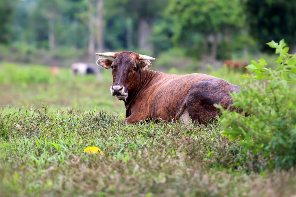 Improving veterinary legislation 