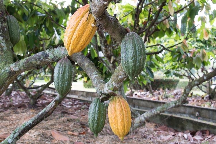 Expanding cocoa trade in Papua New Guinea