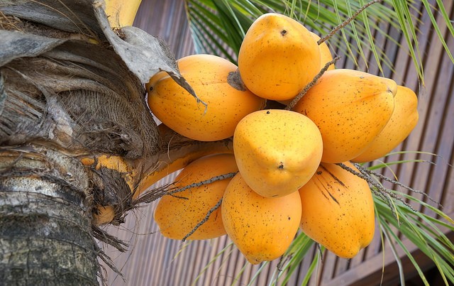 Pest-free areas for coconut lethal yellowing disease 