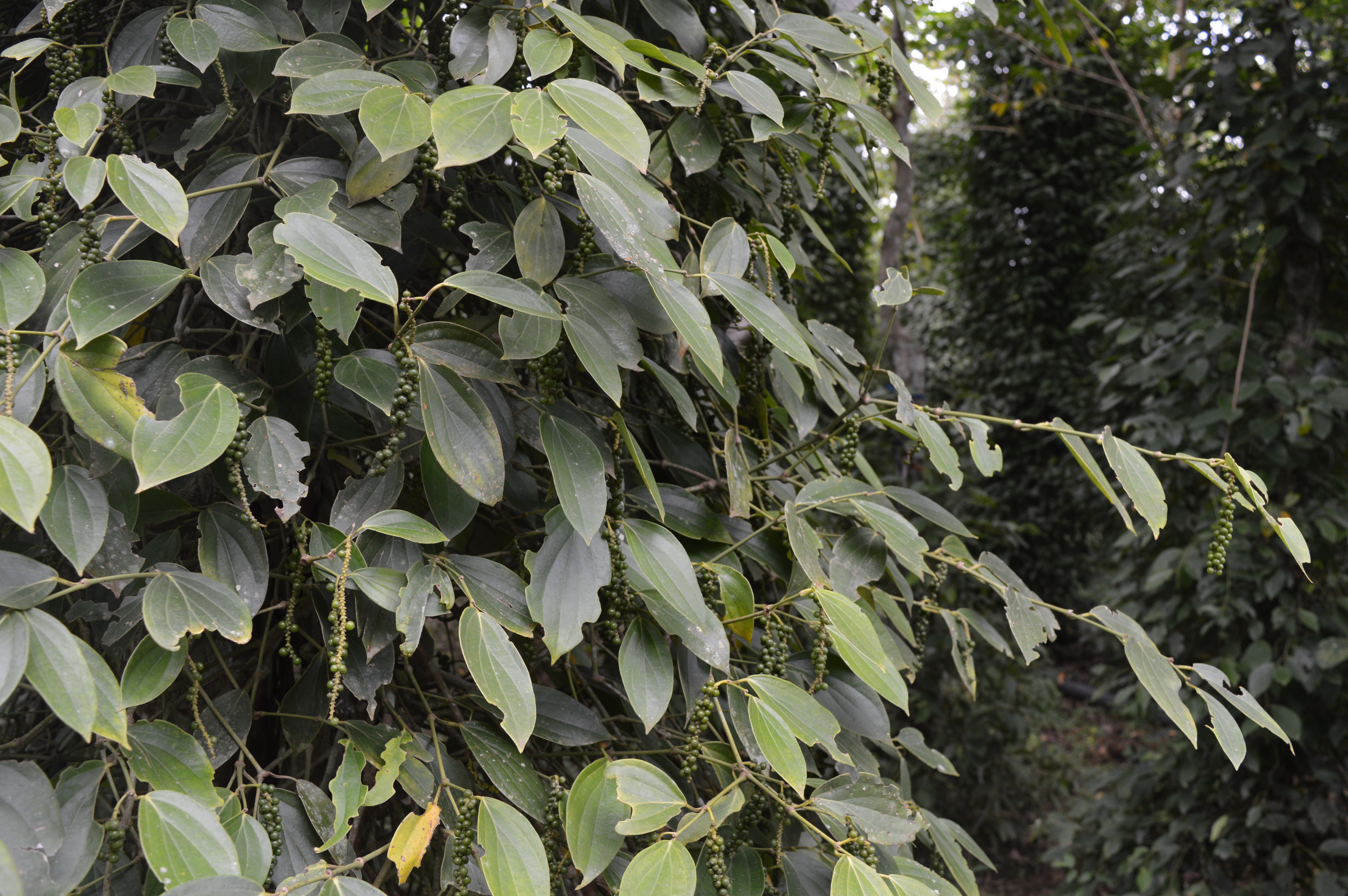 Improving SPS capacity in the Penja pepper value chain in Cameroon