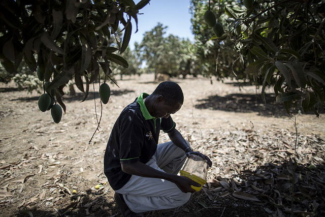 Expanding the initiative to control fruit fly in West Africa 