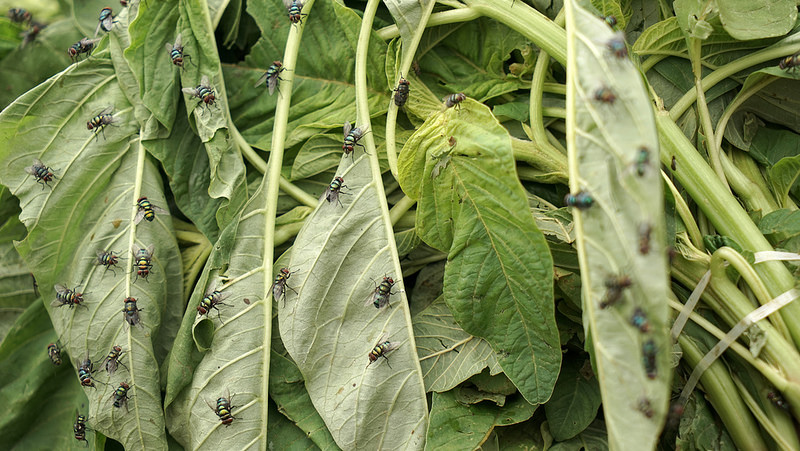 Improving transparency on fruit fly control 