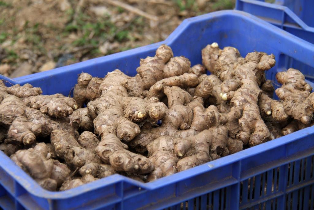 Public-private partnerships to promote ginger exports 