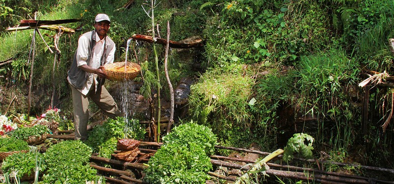 Rwanda Horticulture Export Standards Initiative