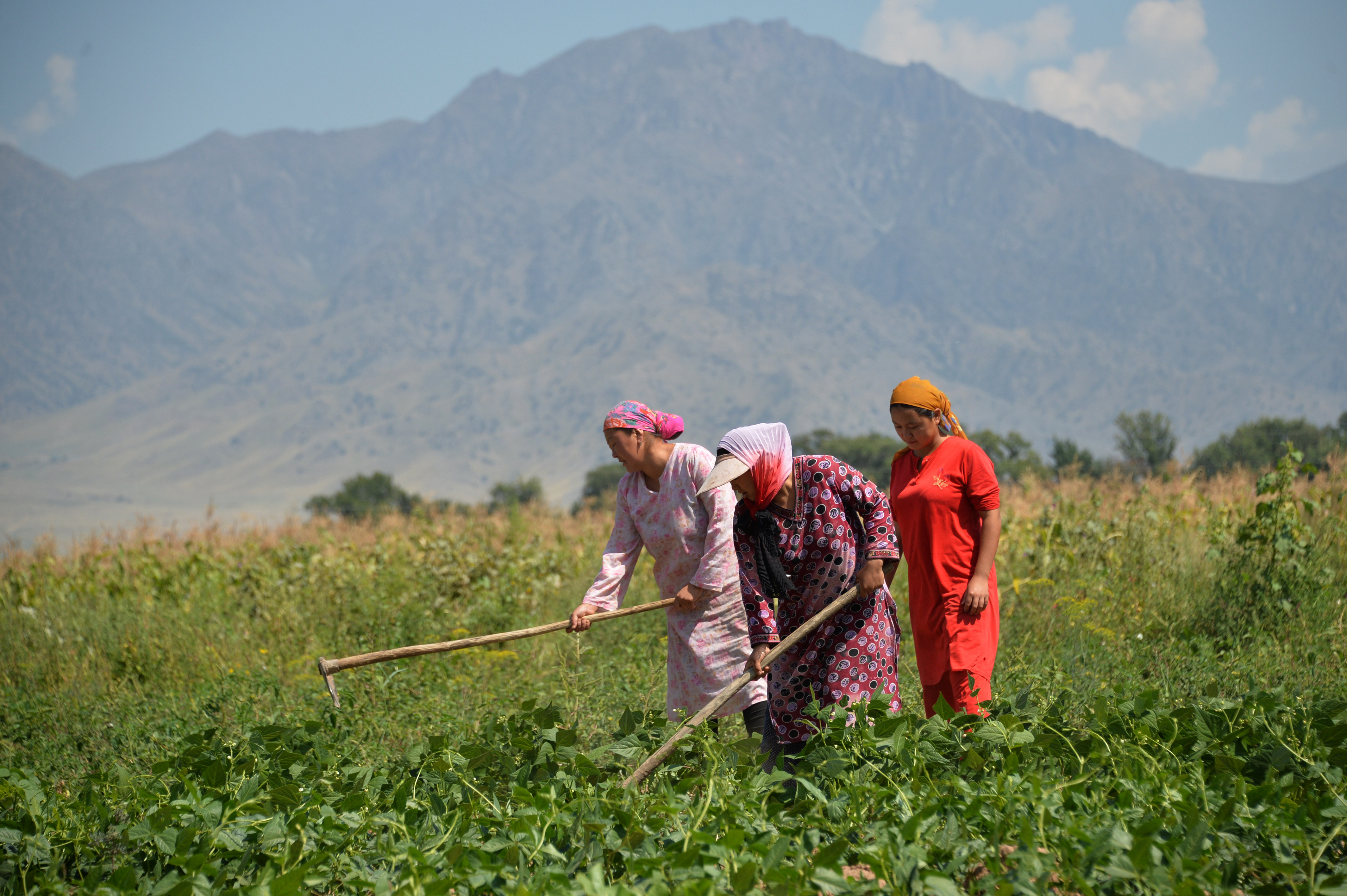 Enhancing capacity for food safety management in the Kyrgyz fruit and vegetable industry 