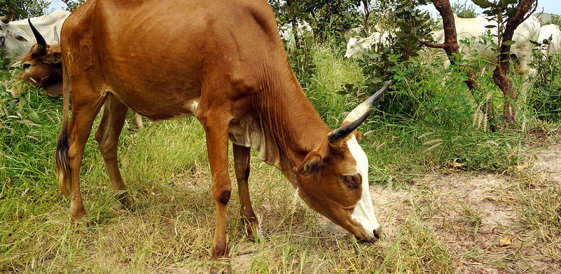 Strengthening the control of transboundary animal diseases 