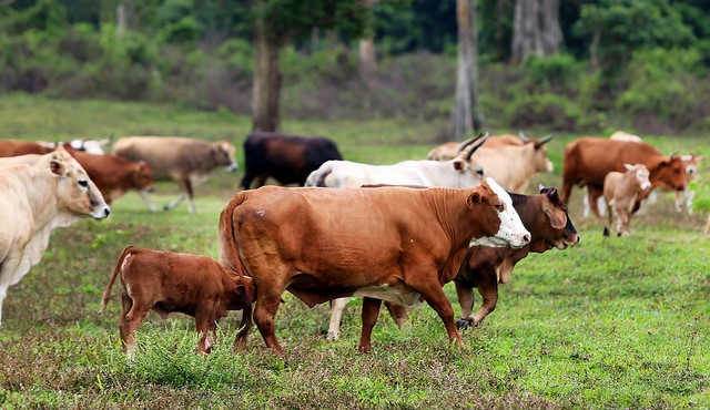 Piloting an improved animal identification and registration system in Mongolia