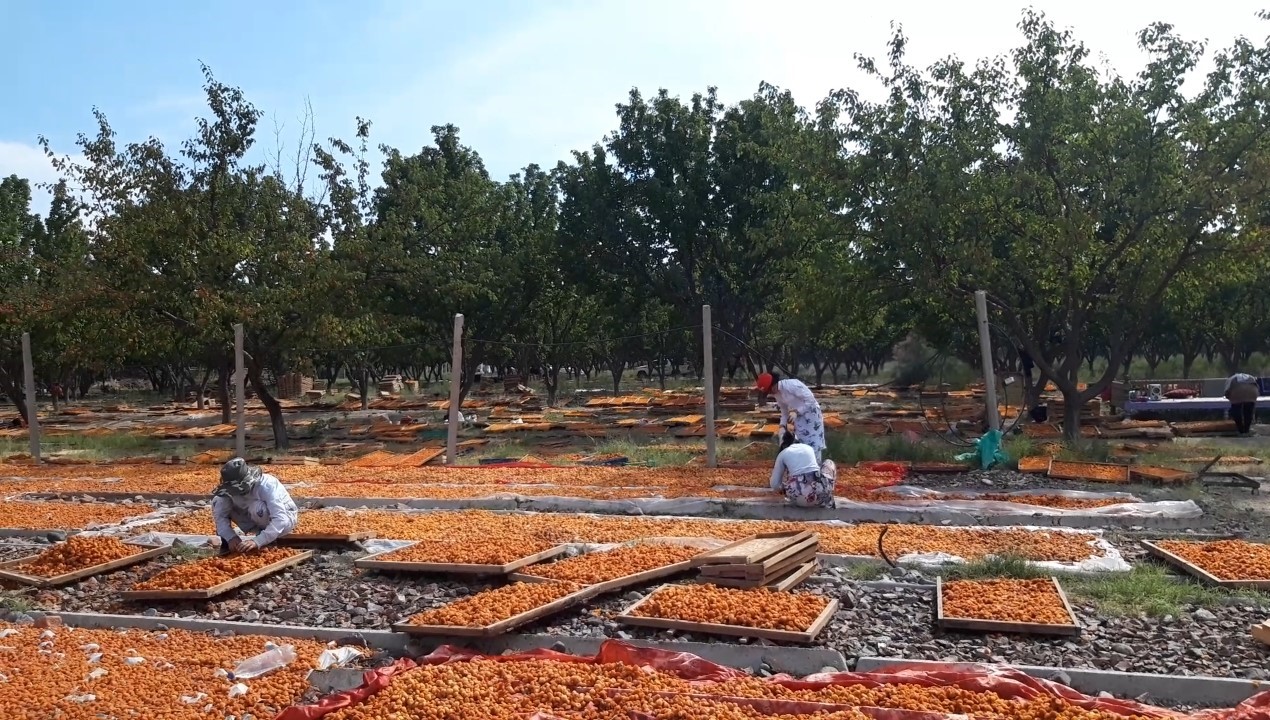 Improving food safety in honey and apricots to boost exports in Tajikistan
