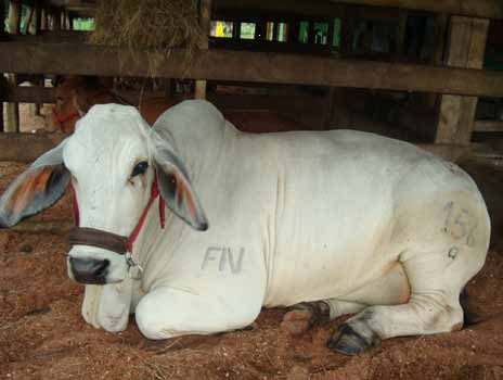 Roll-out of a movement control system for cattle 