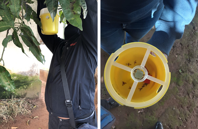 Establishing and maintaining fruit fly-free areas in Southern Africa 