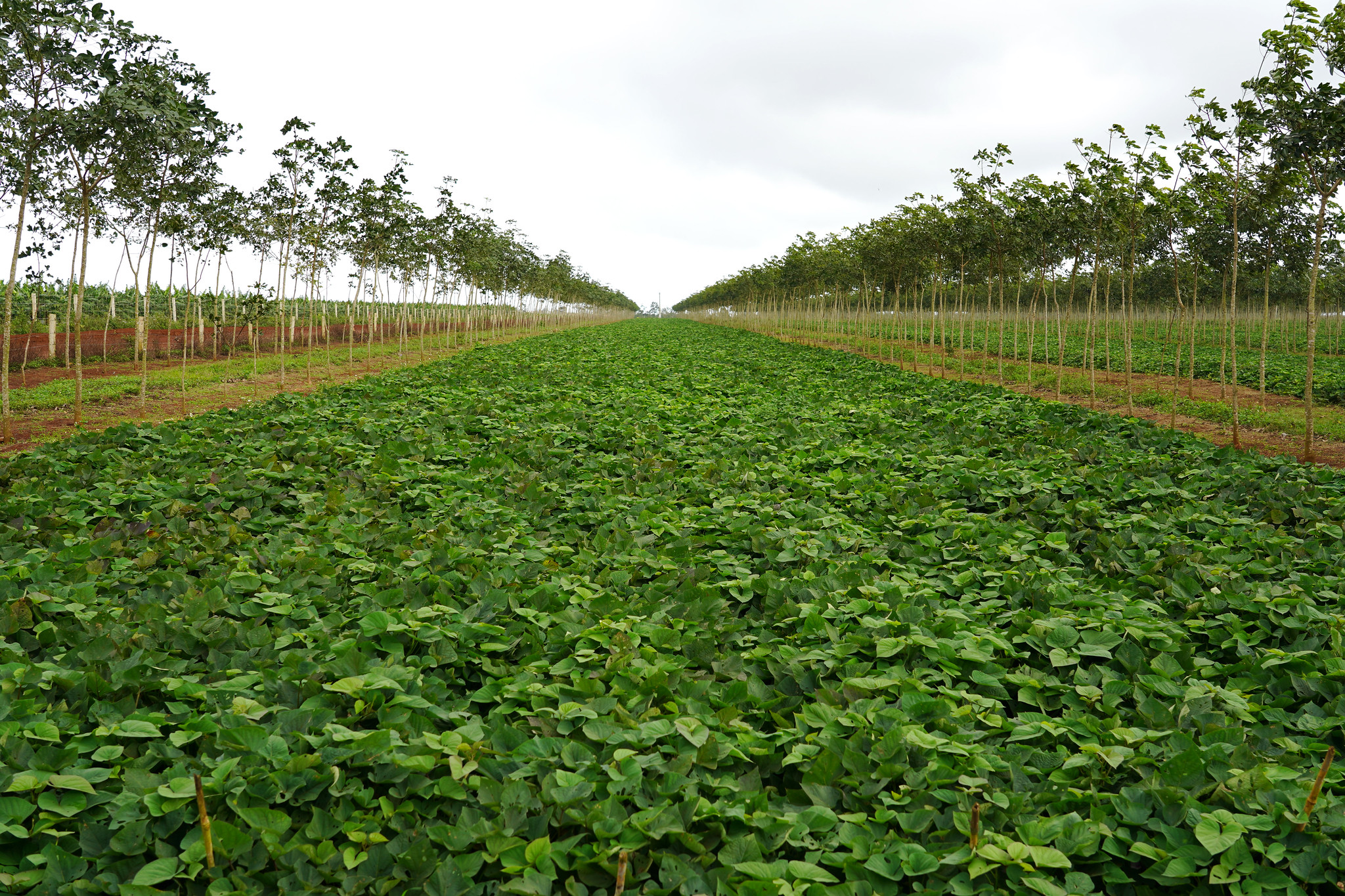Mitigating pesticide residues in Latin America using biopesticides