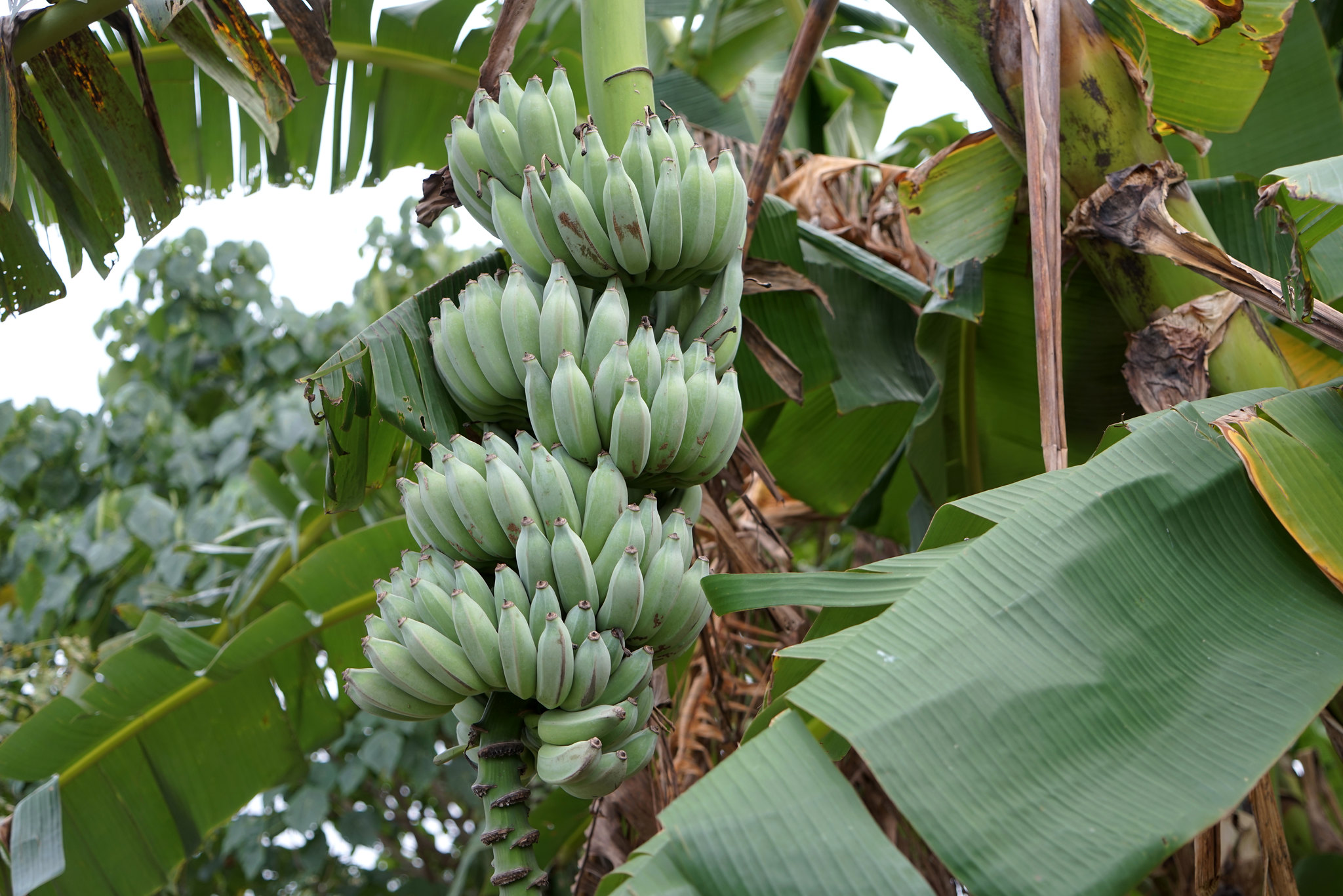 Regional Center for Phytosanitary Intelligence of the Andean Community