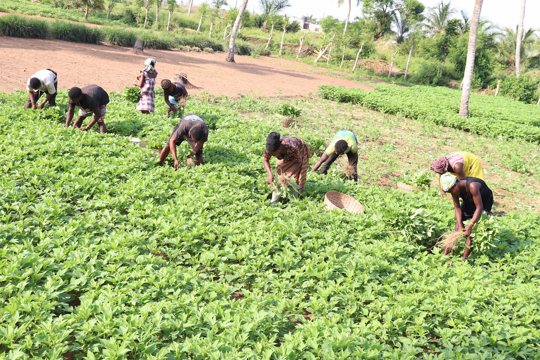 Improving SPS compliance to boost Nigeria's export capacity