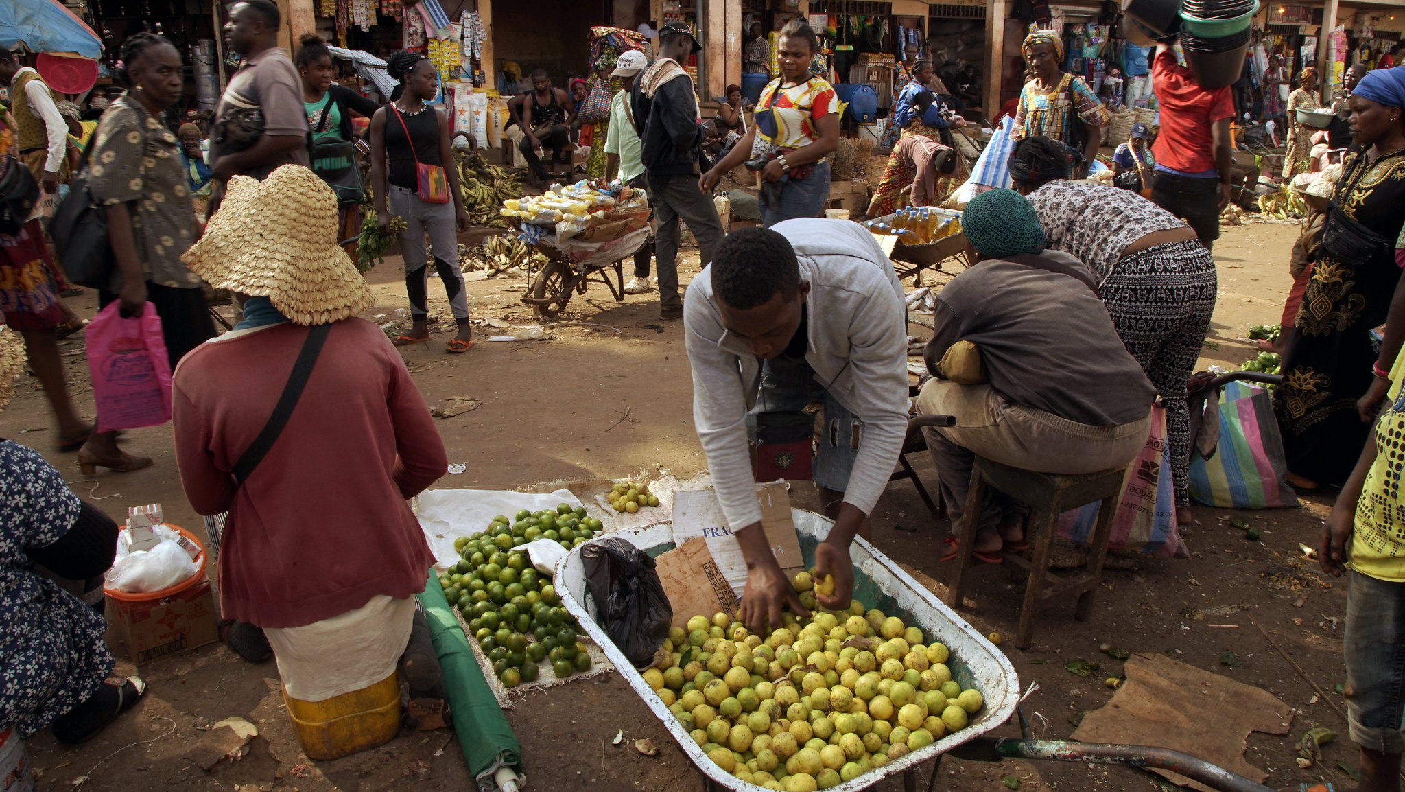 Managing scale insects in fresh fruits in East Africa