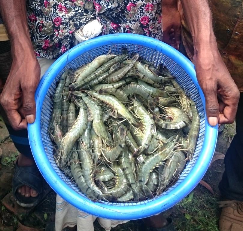 Building trade capacity of small-scale shrimp and prawn farmers 