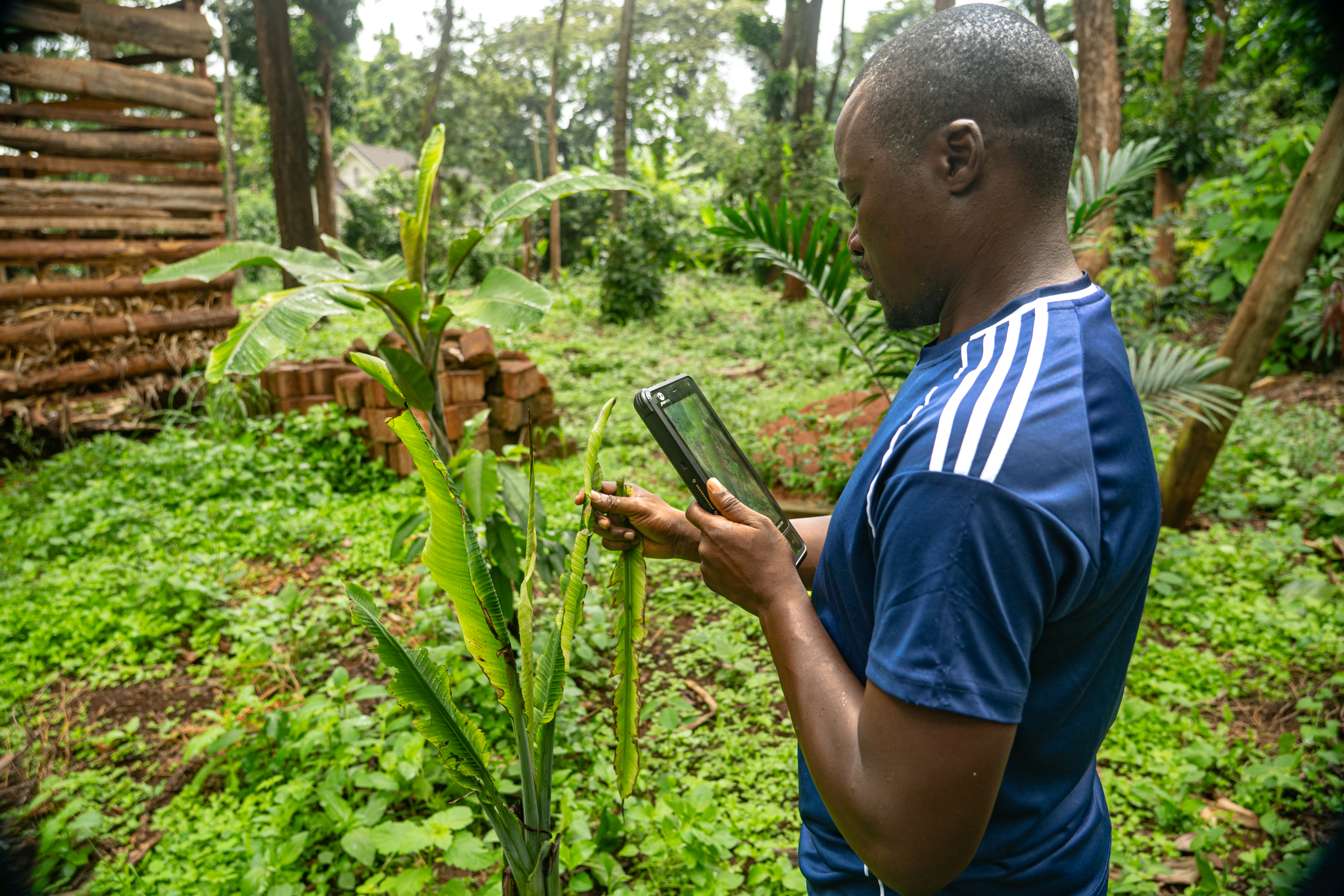 Tanzania farmer screening plants