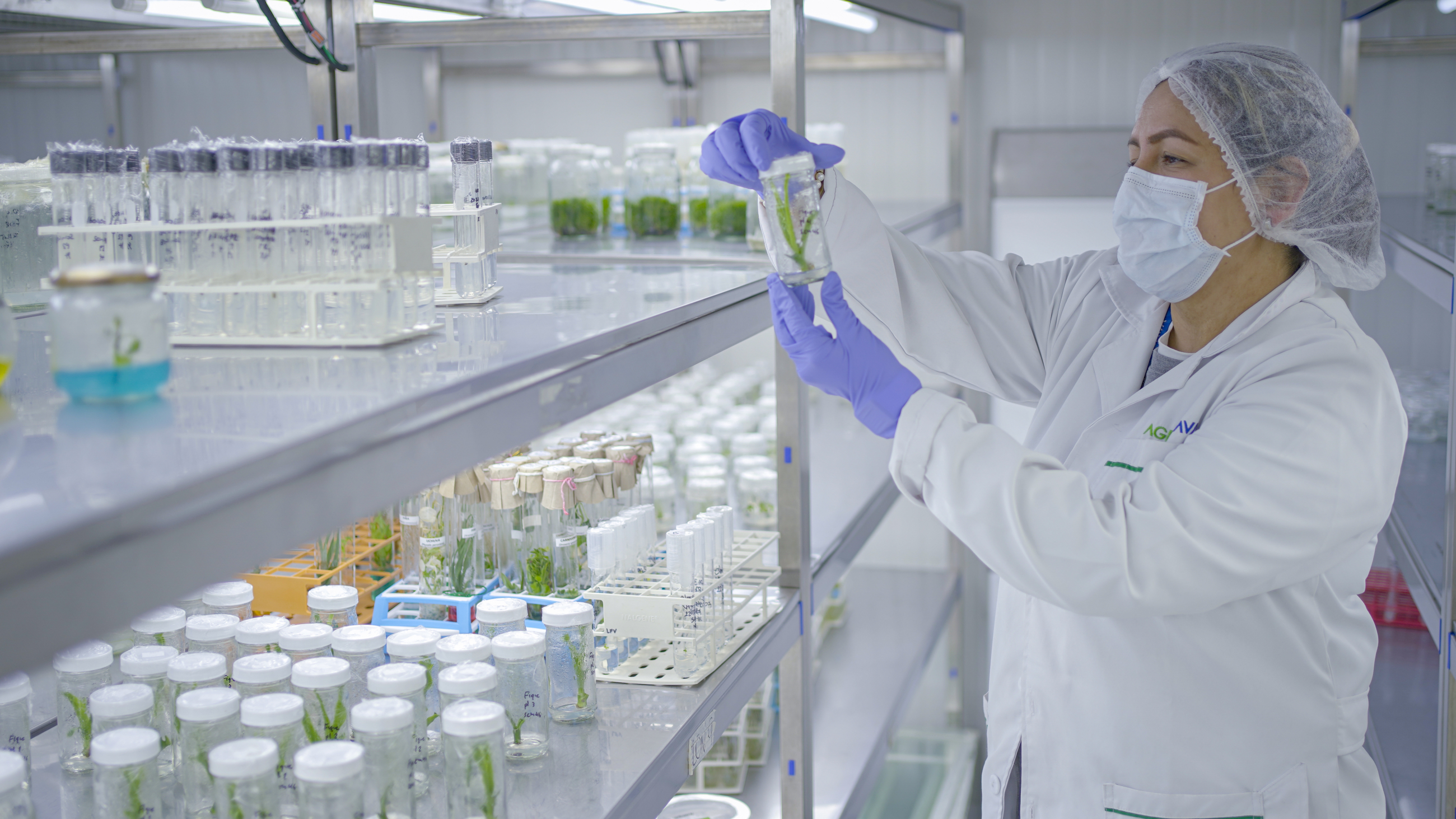 Plant sample analysis