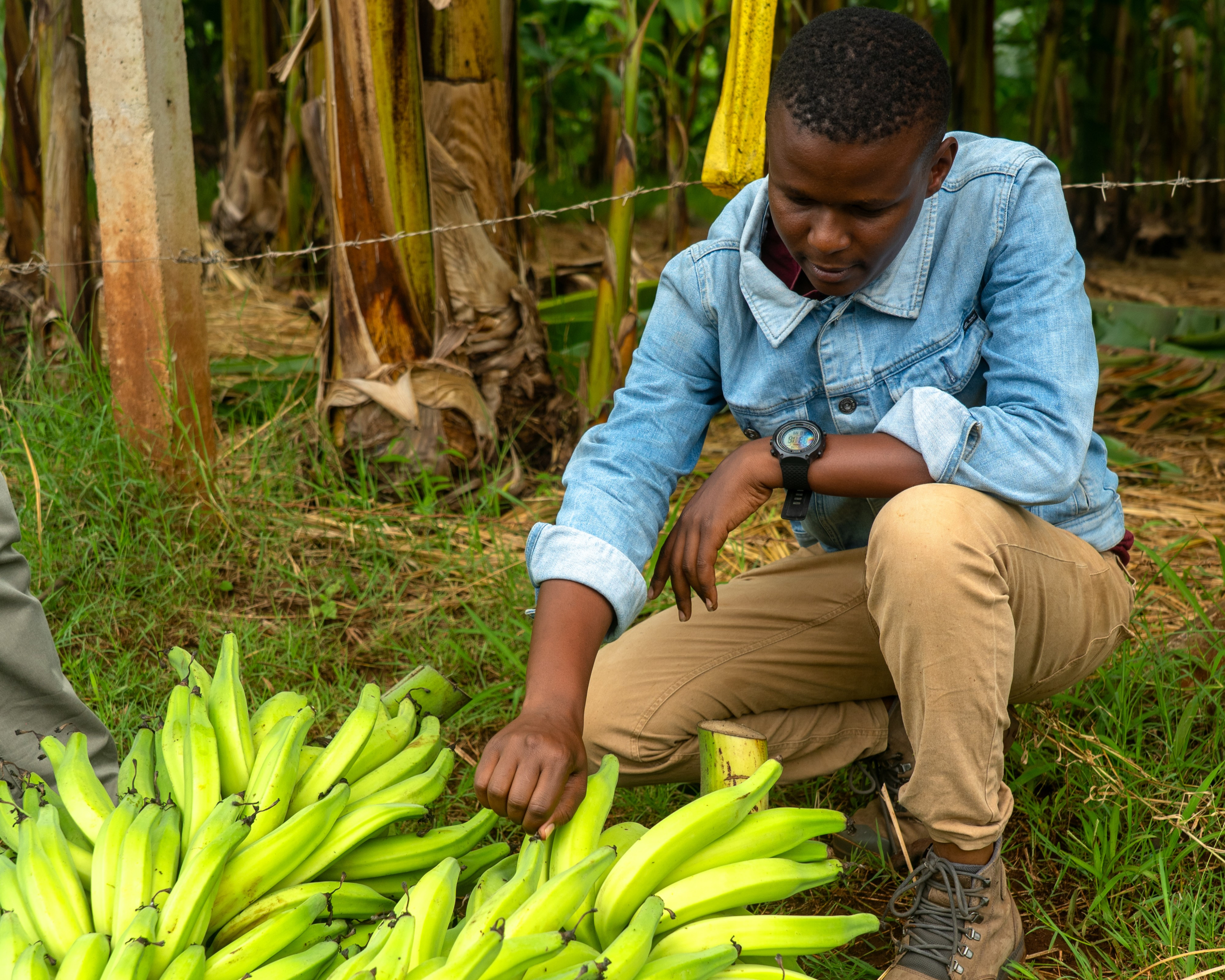 Banana farming