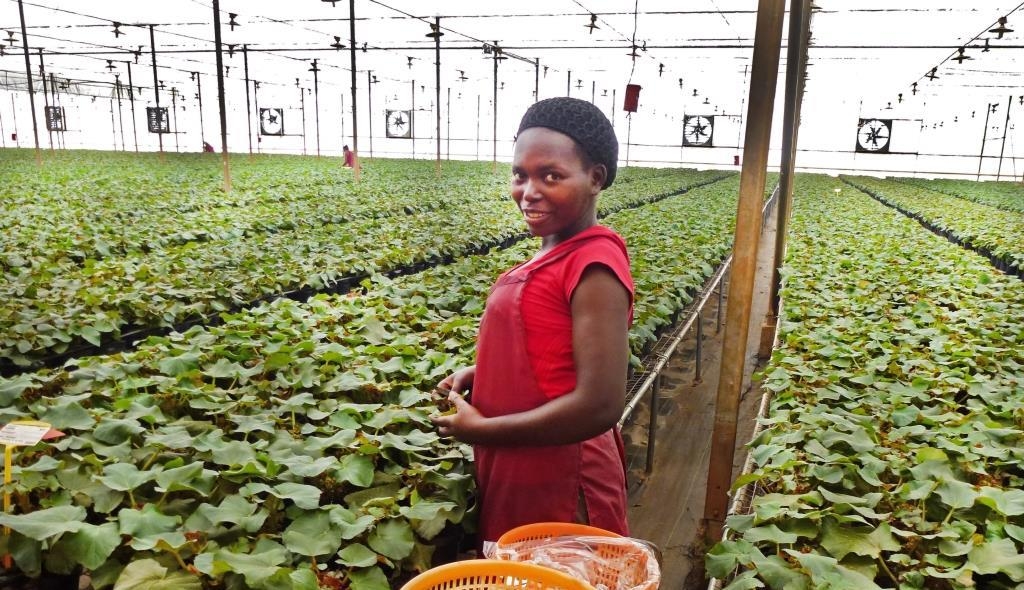 Uganda woman flower greenhouse