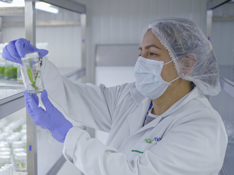 Plant sample analysis
