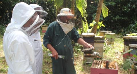 Bee hive